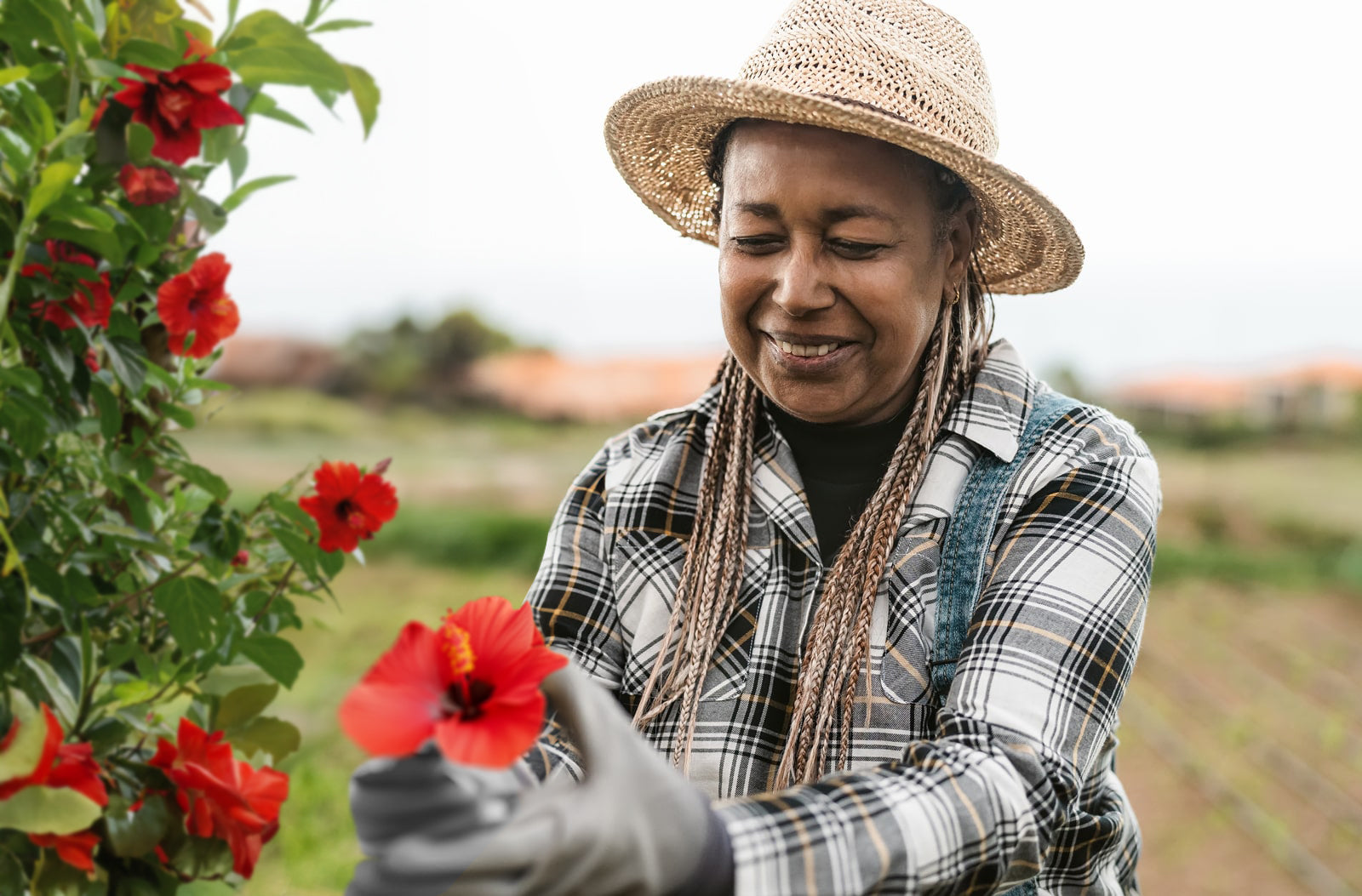 African farmer harvesting red hibiscus