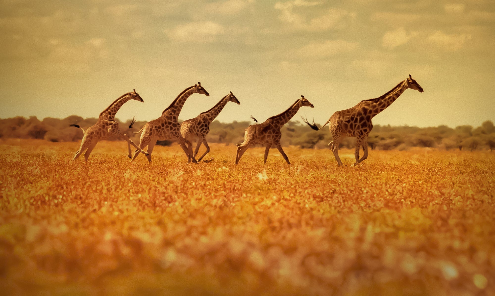 Une famille de girafe qui court dans une prairie africaine.