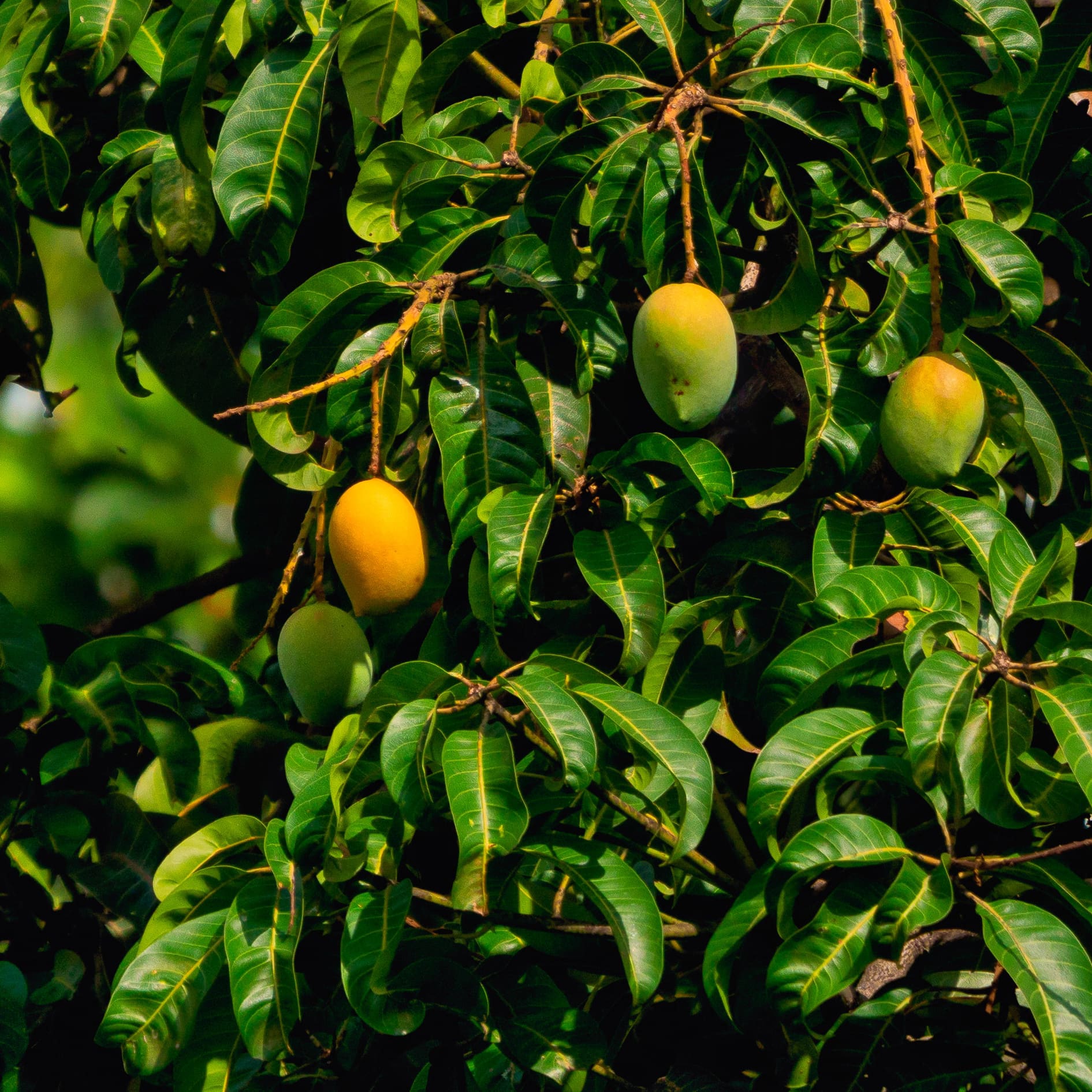 Un arbre fruitier de mangue.