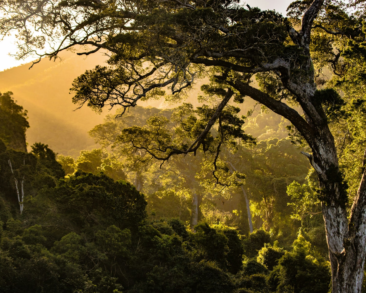 Une forêt africaine ensoleillée.