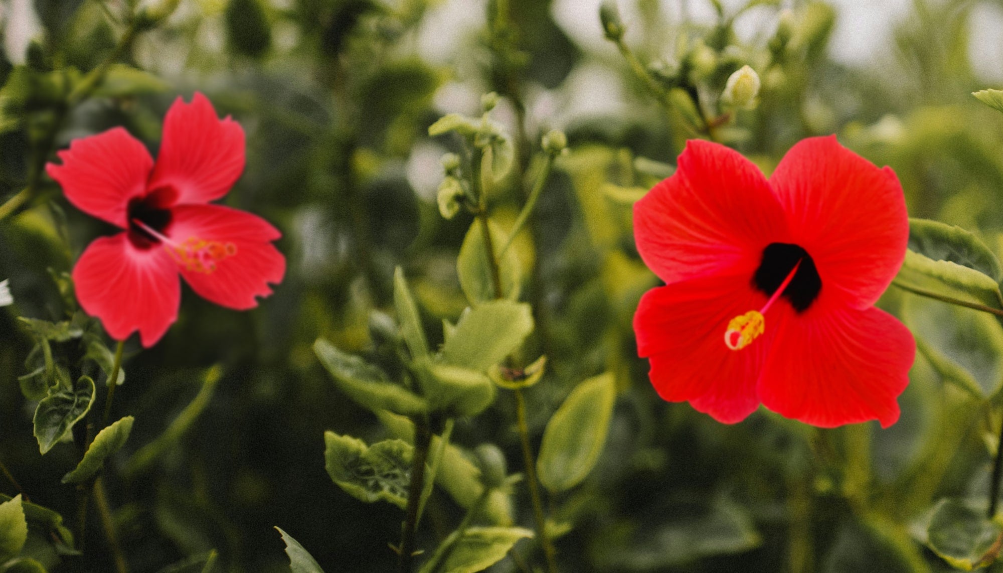 Red Hibiscus Flowers